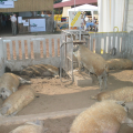 Farmer Expo 2003 - Debrecen