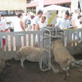 Farmer Expo 2003 - Debrecen