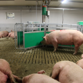 Startoljon a Stallprofival
