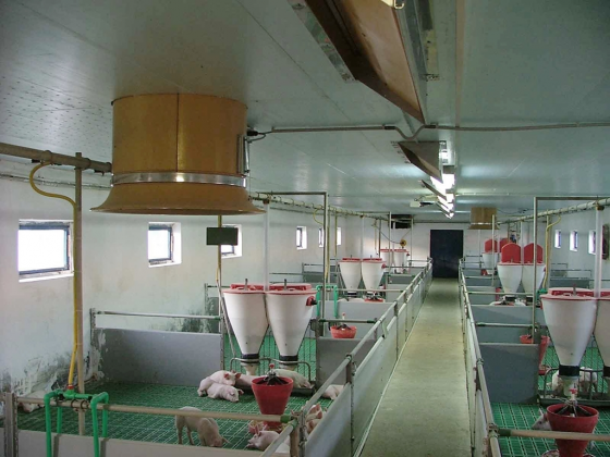 6x360 fh.-es malacnevelő - Tedej 6x360 fh.-es malacnevelő - Tedej